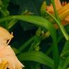 Hemerocallis 'Mini Pearl', flowers
