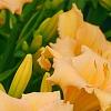 Hemerocallis 'Mini Pearl', flowers
