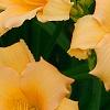 Hemerocallis 'Mini Pearl', flowers