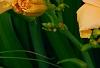 Hemerocallis 'Mini Pearl', flowers
