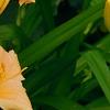Hemerocallis 'Mini Pearl', flowers