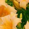 Hemerocallis 'Mini Pearl', flowers