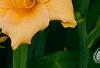 Hemerocallis 'Mini Pearl', flowers