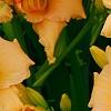 Hemerocallis 'Mini Pearl', flowers
