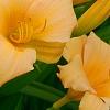 Hemerocallis 'Mini Pearl', flowers