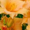 Hemerocallis 'Mini Pearl', flowers