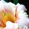 Hemerocallis 'Miss Tinkerbell', flowers