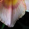 Hemerocallis 'Miss Tinkerbell', flowers