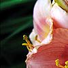 Hemerocallis 'Miss Tinkerbell', flowers