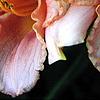Hemerocallis 'Miss Tinkerbell', flowers