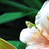 Hemerocallis 'Miss Tinkerbell', flowers