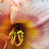 Hemerocallis 'Miss Tinkerbell', flowers