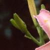 Hemerocallis 'Orchid Corsage', flowers
