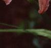 Hemerocallis 'Orchid Corsage', flowers