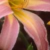 Hemerocallis 'Orchid Corsage', flowers