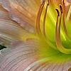 Hemerocallis 'Pink Flirt', flowers