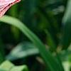 Hemerocallis 'Pink Flirt', flowers