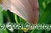 Hemerocallis 'Pink Flirt', flowers