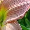 Hemerocallis 'Pink Flirt', flowers