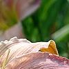 Hemerocallis 'Pink Flirt', flowers