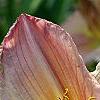 Hemerocallis 'Pink Flirt', flowers