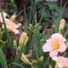Hemerocallis 'Siloam Double Classic', habit