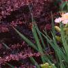 Hemerocallis 'Siloam Double Classic', habit
