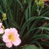 Hemerocallis 'Siloam Double Classic', habit