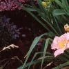 Hemerocallis 'Siloam Double Classic', habit