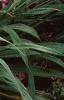 Hemerocallis 'Siloam Double Classic', habit