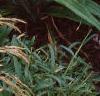 Hemerocallis 'Siloam Double Classic', habit