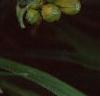 Hemerocallis 'Siloam Double Classic', flowers