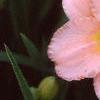 Hemerocallis 'Siloam Double Classic', flowers