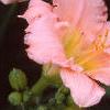Hemerocallis 'Siloam Double Classic', flowers