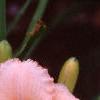 Hemerocallis 'Siloam Double Classic', flowers