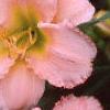 Hemerocallis 'Siloam Double Classic', flowers