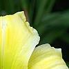 Hemerocallis 'Spring Glitter', flowers