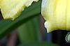 Hemerocallis 'Spring Glitter', flowers