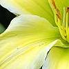 Hemerocallis 'Spring Glitter', flowers