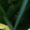 Hemerocallis 'Spring Glitter', flowers