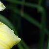 Hemerocallis 'Spring Glitter', flowers