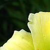 Hemerocallis 'Spring Glitter', flowers