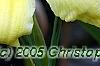 Hemerocallis 'Spring Glitter', flowers