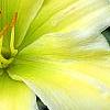 Hemerocallis 'Spring Glitter', flowers