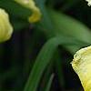 Hemerocallis 'Spring Glitter', flowers