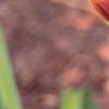 Hemerocallis 'Stroke of Midnight', flowers