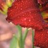 Hemerocallis 'Stroke of Midnight', flowers