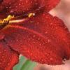 Hemerocallis 'Stroke of Midnight', flowers