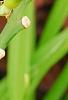 Hemerocallis 'Scarlet Tanager', flowers