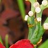 Hemerocallis 'Scarlet Tanager', flowers
